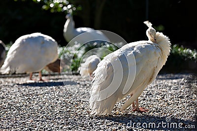White Indian peacock standing on the gravel
