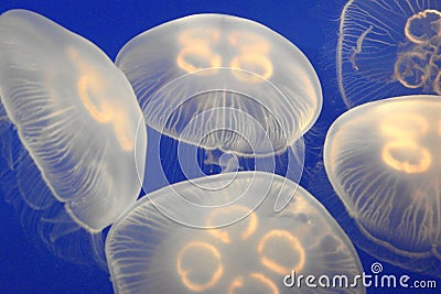 White Jellyfish