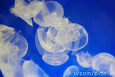 White jellyfish (Aurelia aurita or Moon jelly)