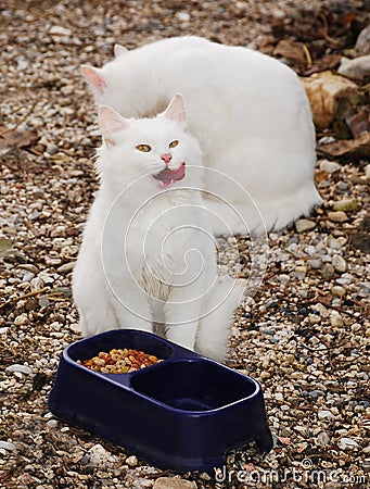 White Kitten Enjoying Food