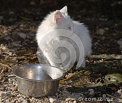 White Kitten and Food Bowl