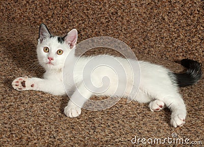 White kitten with gray spots lying on couch