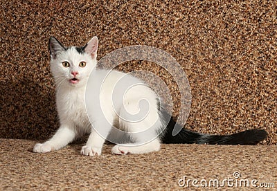 White kitten with gray spots and meows sitting on sofa