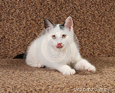 White kitten lying on couch