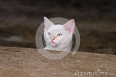 White kitten peeking over step