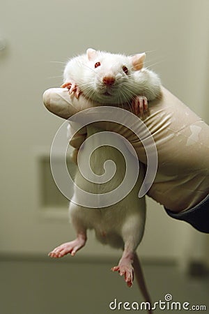 White lab rat in an animal testing facility