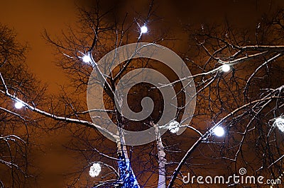 White lights on trees