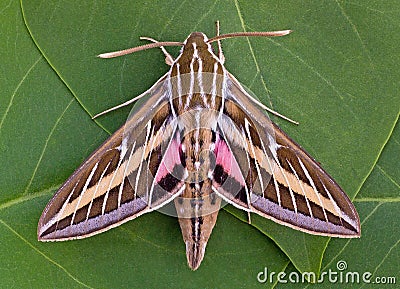 White-lined Sphinx