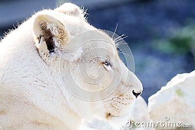 White lion female profile