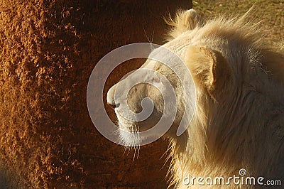 White Lion (Panthera leo)