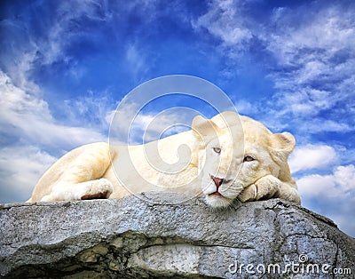 White lion sleep on the rock