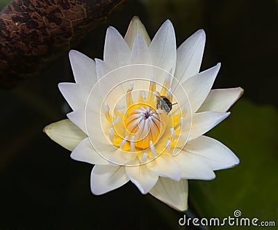 White lotus flower blossom with bee