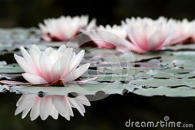 White lotus flowers