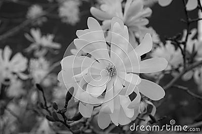 White Magnolia flower in black and white