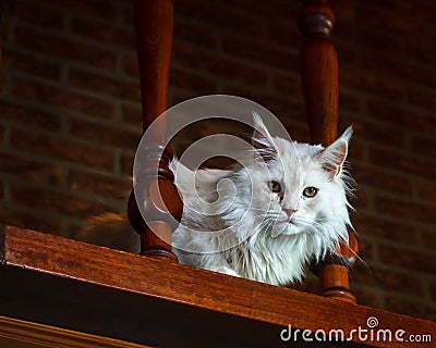 White Maine Coon cat on antique looking stairs