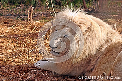 White Male Lion