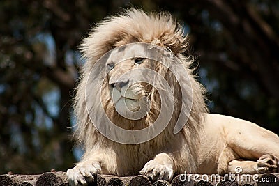 White male lion resting on a wooden platform