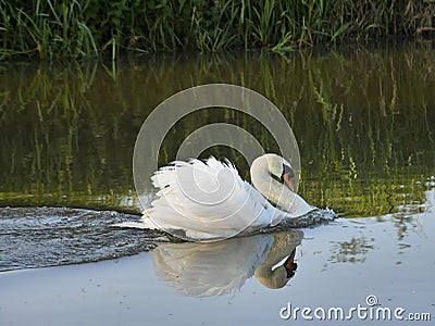 White Mute Swan in Charge swimming in River
