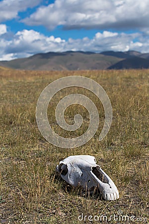 White, old skull of an animal in the field on grass