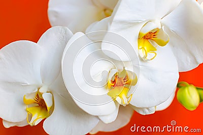 White orchid