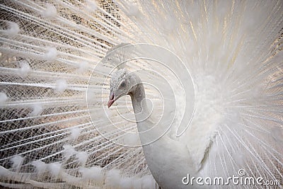 White peacock