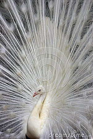 White Peacock 2