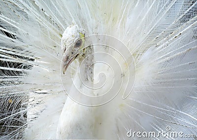 White peacock