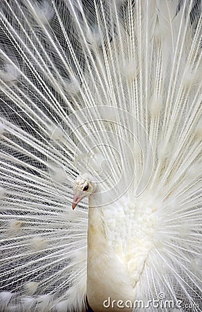 White Peacock 3