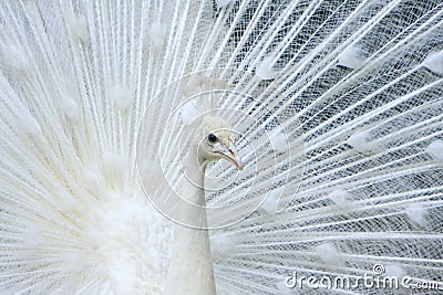 White Peacock