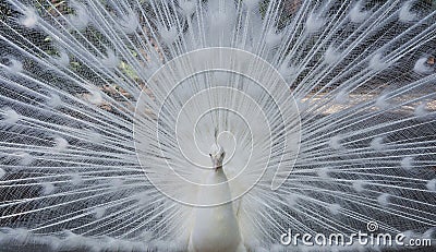 White Peacock