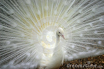 White Peacock Closeup