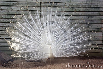 White Peacock With Feathers Sp