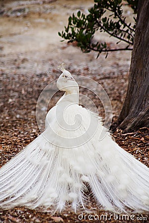 White peacock looking over shoulder