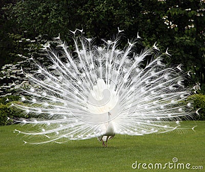 White peacock and perfect lawn