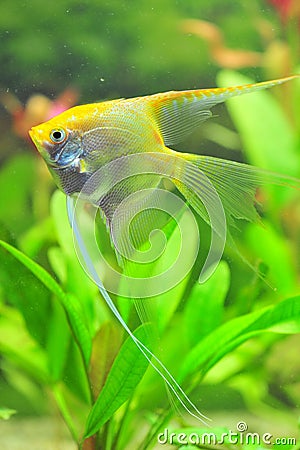 White pearled diamond angel fish