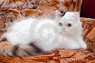 White pedigreed cat on sofa