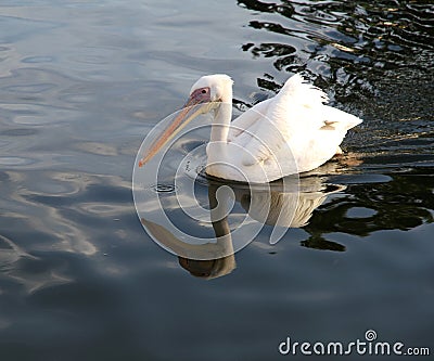 White pelican with reflection in the blue lake.