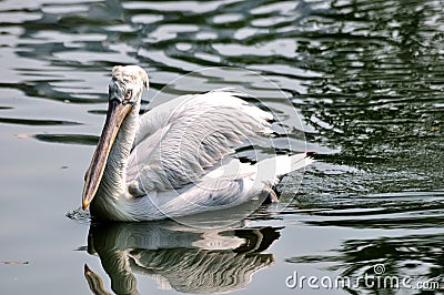 A white pelican swimming in water