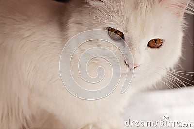 White persian cat