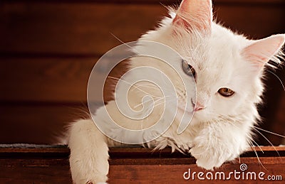 White persian cat