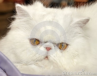 White Persian cat