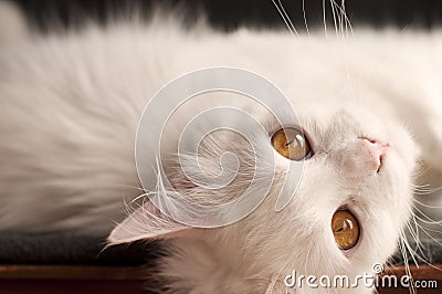 White persian cat