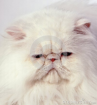 White persian cat