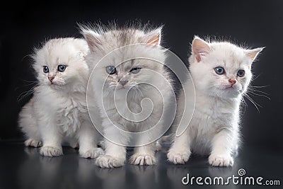 White Persian pussy cats