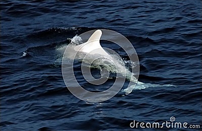 White Pilot Whale