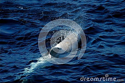 White Pilot Whale