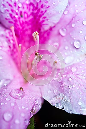 White pink flower with dews