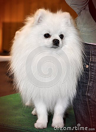 White pomeranian dog