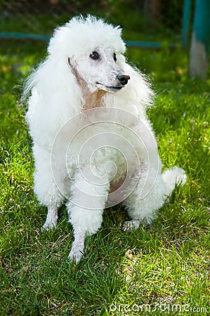 White poodle.