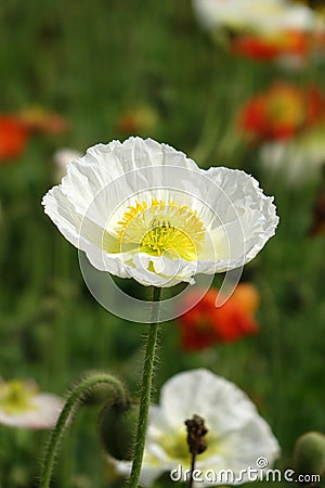 A white Poppy flower